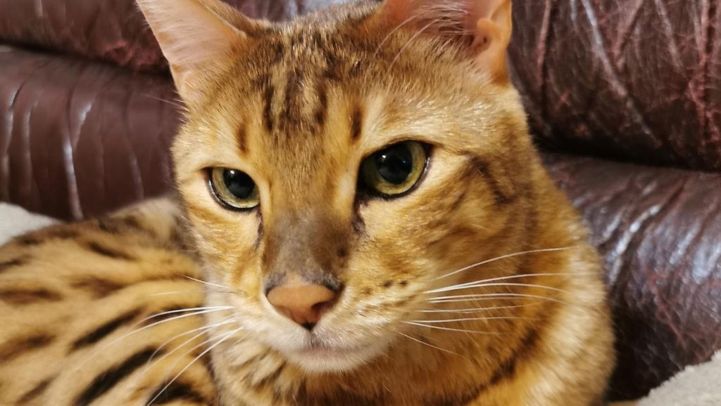 Shinx-kissa sairastui koronavirukseen.