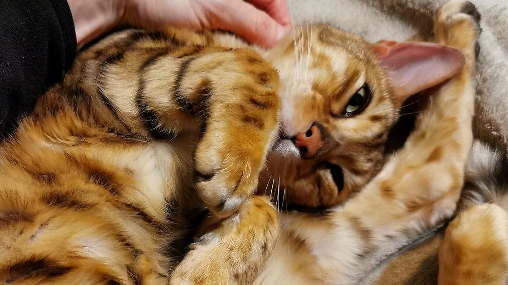 OMA: kissa, koronakissa,2