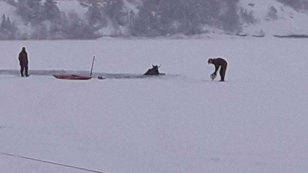 Houtskarin sopimuspalokunnan pelastajat pelastivat avantoon pudonneen hirven Paraisilla.