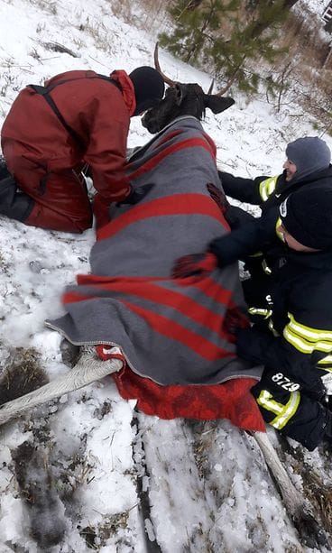 Houtskarin sopimuspalokunnan pelastajat pelastivat avantoon pudonneen hirven Paraisilla. 2