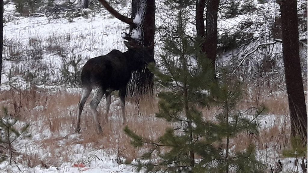 Houtskarin sopimuspalokunnan pelastajat pelastivat avantoon pudonneen hirven Paraisilla. 3