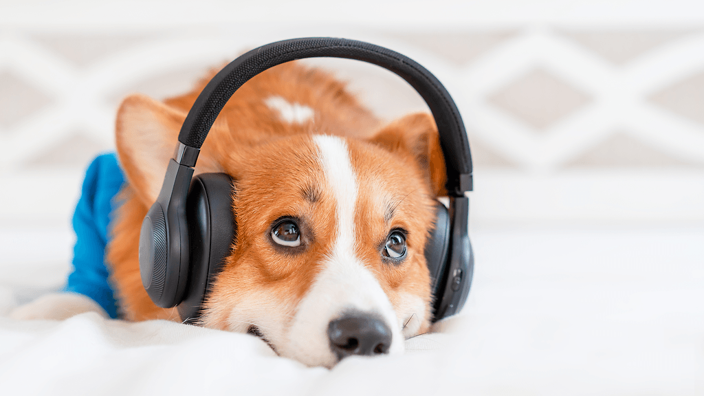 koira kuulokkeet päässä