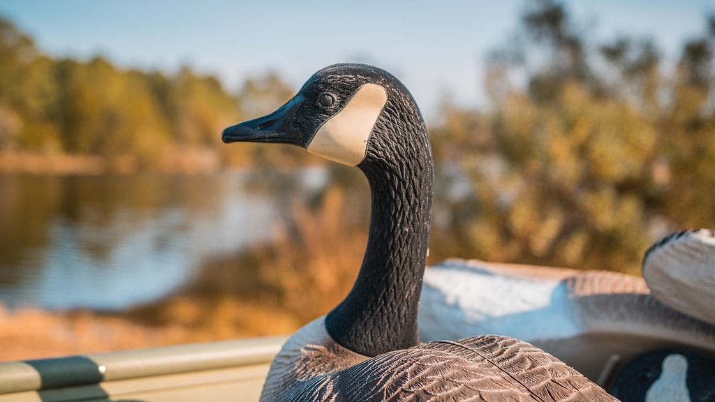 Muovista hanhea käytetään apuna metsästyksessä.