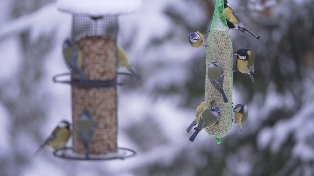 Tali- ja sinitiaisten talvimäärät ovat kääntyneet lievään laskuun 2010-luvulla.