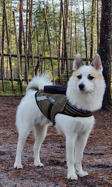 MAINOS Mapitare kuva 2