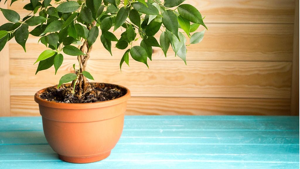 limoviikuna, huonekasvi