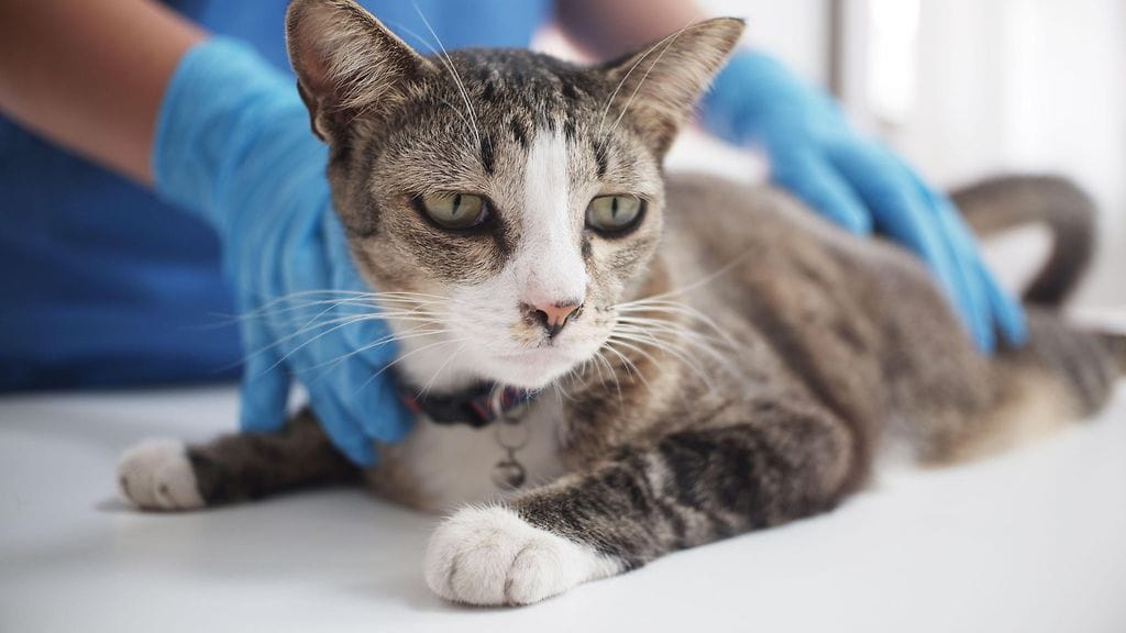 Jos kissan hoidon hinta nousee satoihin tai jopa tuhansiin euroihin, voi omistaja päätyä lemmikkinsä eutanasiaan.