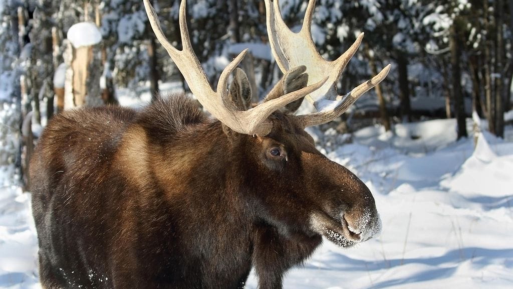 Kuvituskuva hirvestä.