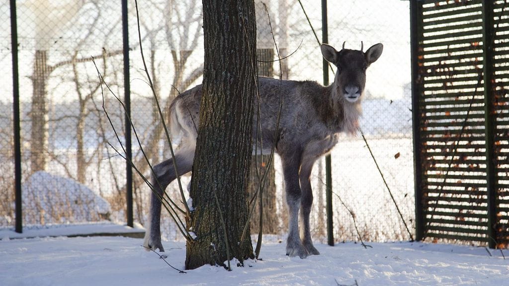Metsäpeura Villieläinsairaalassa.