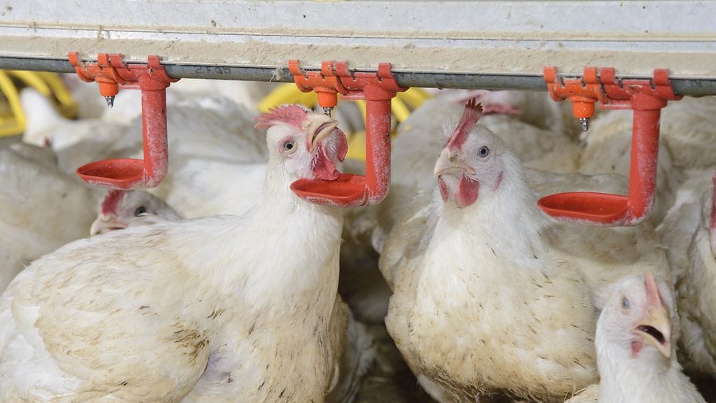 Salmonellaa on levinnyt samasta lähteestä lintujen siirron yhteydessä Länsi-Suomessa. Kuvituskuvan eläimet eivät liity uutiseen.