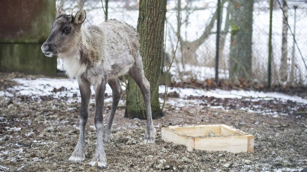 LK 23.1.2022 Korkeasaaren Villieläinsairaalassa hoidossa oleva metsäpeura 19. tammikuuta 2022.