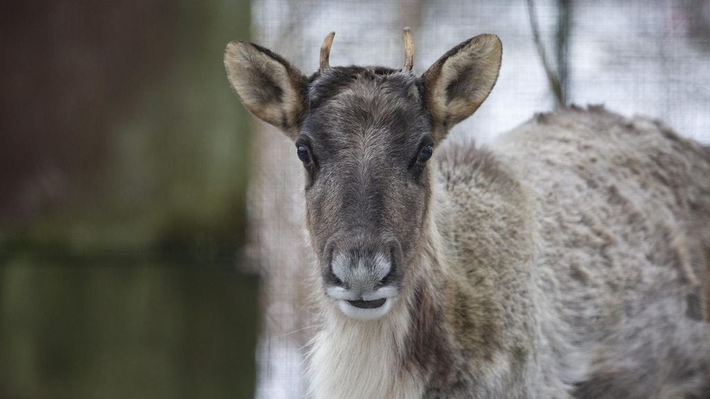 LK 23.1.2022 Korkeasaaren Villieläinsairaalassa hoidossa oleva metsäpeura 19. tammikuuta 2022. (1)