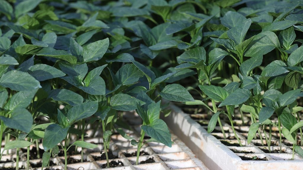 HBL:n tietojen mukaan tutkinta koskee vietnamilaisen työvoiman pitkäkestoista ja järjestelmällistä tuontia muun muassa joihinkin närpiöläisiin kasvihuoneyrityksiin. Kuvituskuvan yrtit eivät liity uutiseen.