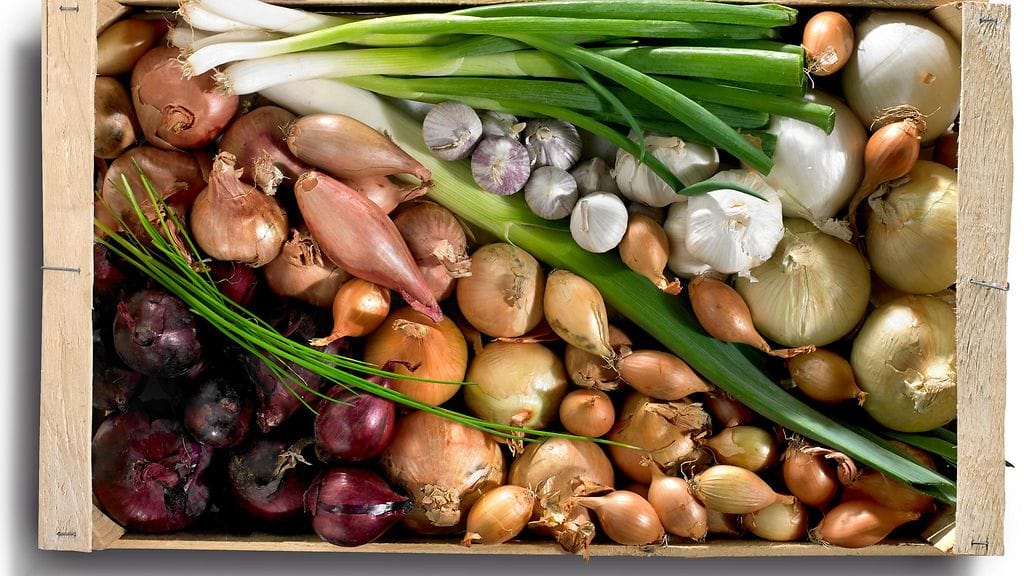 Osaatko käsitellä sipulia ja valita ruokaasi oikean lajikkeen?