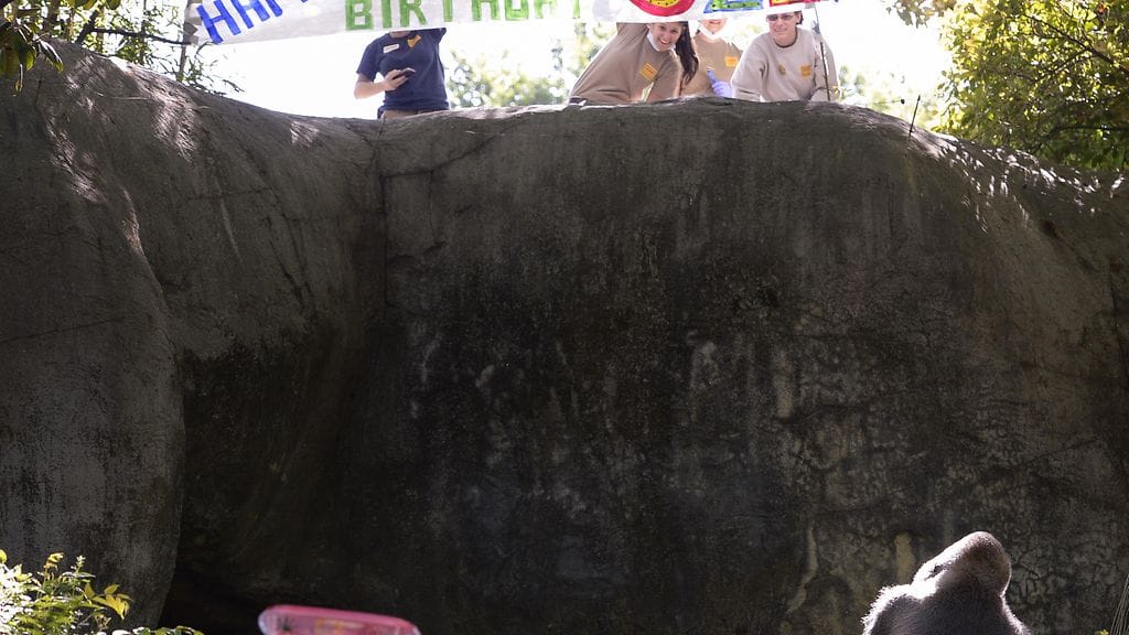 AOP_17.50806401_gorilla_ozzie