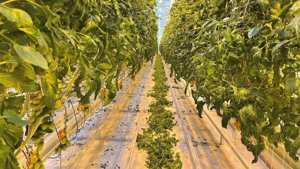 Närpiö, ihmiskauppa, rikosepäily, tomaatti