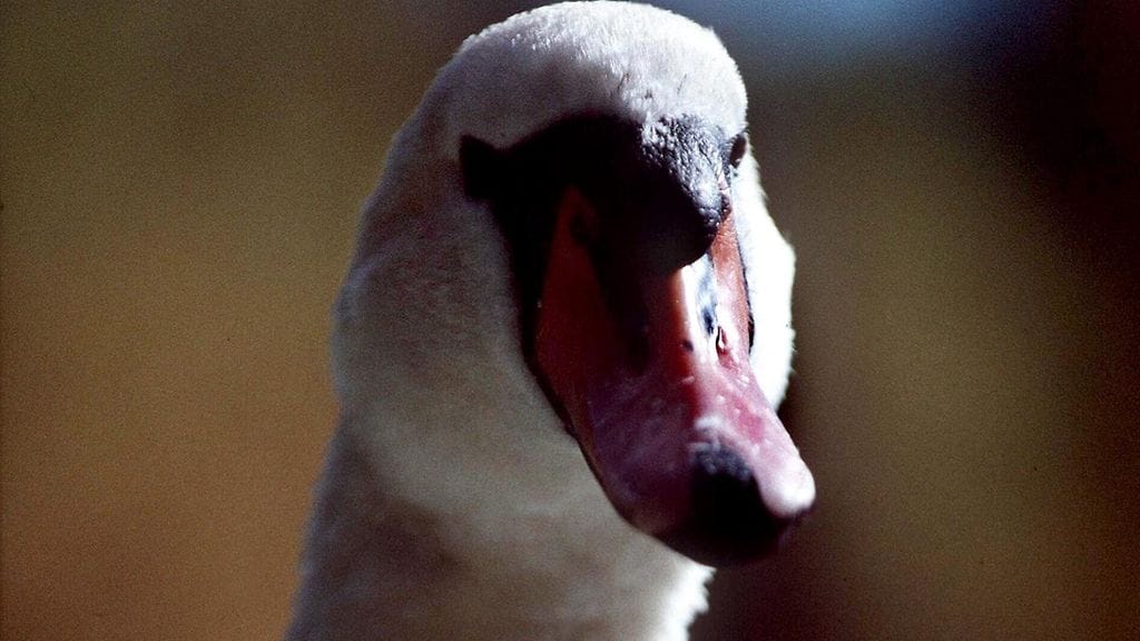 Kuvituskuvan kyhmyjoutsen ei liity uutiseen.