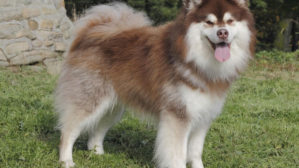 Kuvituskuvaa suomenlapinkoirasta. Kuvan koira ei liity tapaukseen.