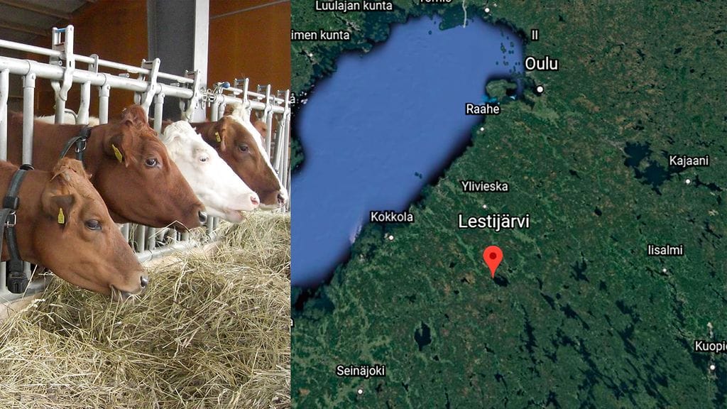 Lestijärvellä suuren navetan katto on osin sortunut. Kuvituskuva.