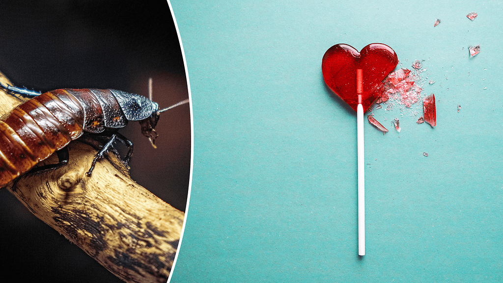 Helpottaisiko eroa, jos voisi nimetä torakan entisen kumppaninsa mukaan?