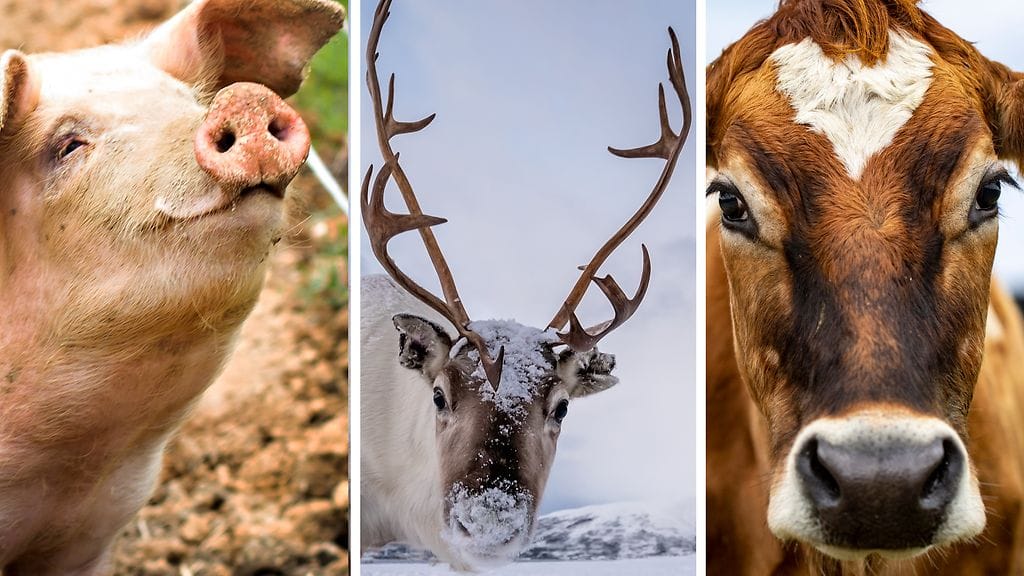 Pane tietosi testiin eläinvisassa!