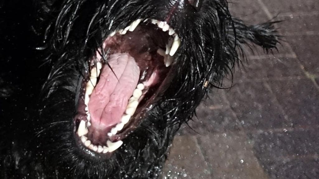 Poliisi ei tarkemmin tiedottanut koiran rodusta, kertoen kuitenkin sen olleen isokokoinen. Kuvituskuva.