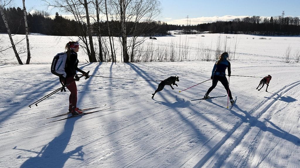 Kevätaurinko lämmittää ensi viikonloppuna ilman jo keväiseksi. Koska öisin on pakkasta, luvassa voi olla hienoja hankikantoja. Torstaina harrastettiin koirahiihtoa Vantaan Hakunilassa.