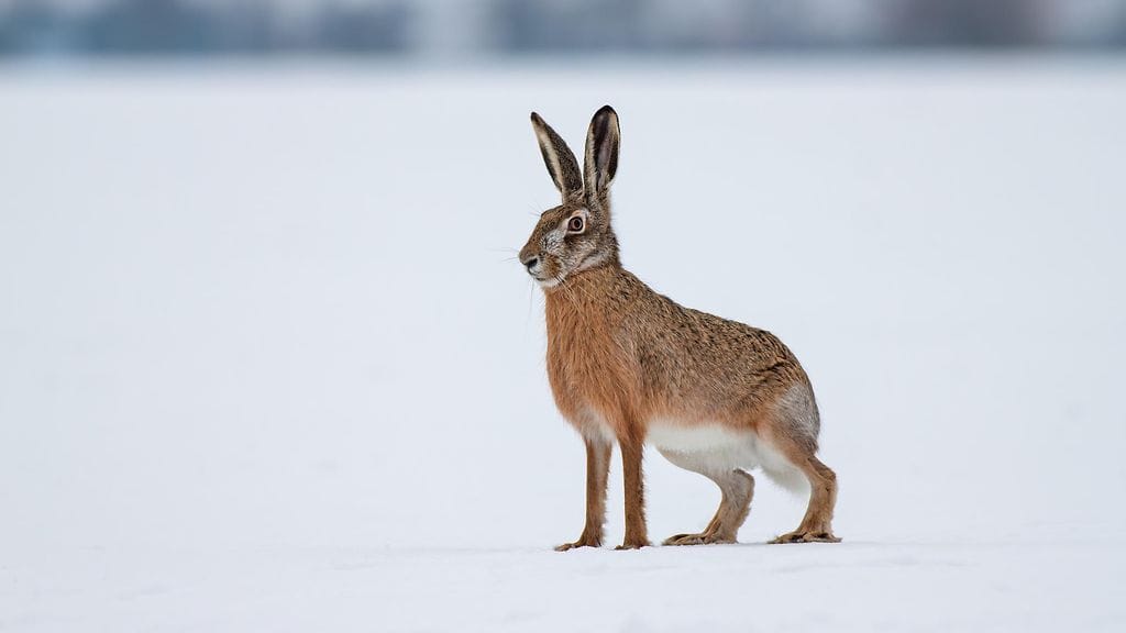 Eläin ei päässyt ponnistamaan omin voimin haudasta, joten pelastuslaitos avitti sen pois haavilla.
