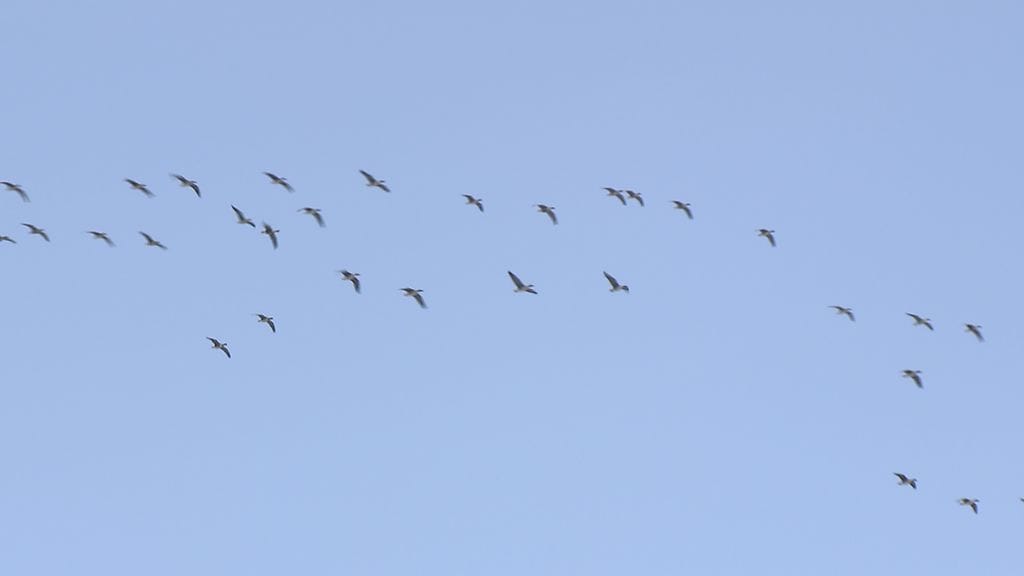 Muuttolinnut, hanhiparvi