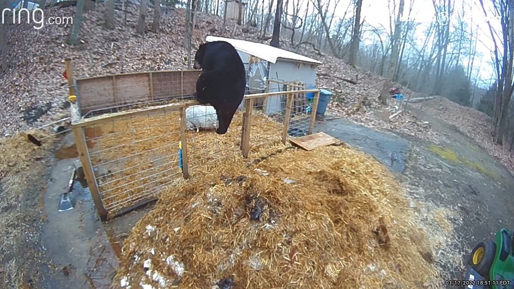 Siat pelottivat karhun pois.