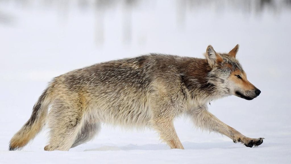 Kuvituskuva. Kuvan susi ei liity tapaukseen.