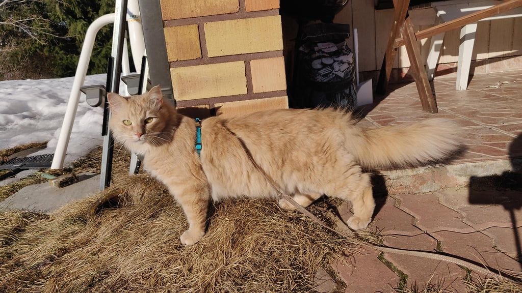 Emilia tutustutti Miskan pihapiiriin ulkoiluttamalla kissaa valjaissa.