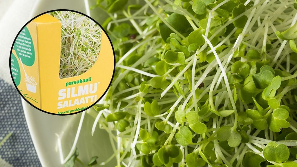 Parsakaali Silmusalaattia vedetään yksi erä myynnistä. Isompi kuva Kuvituskuva.