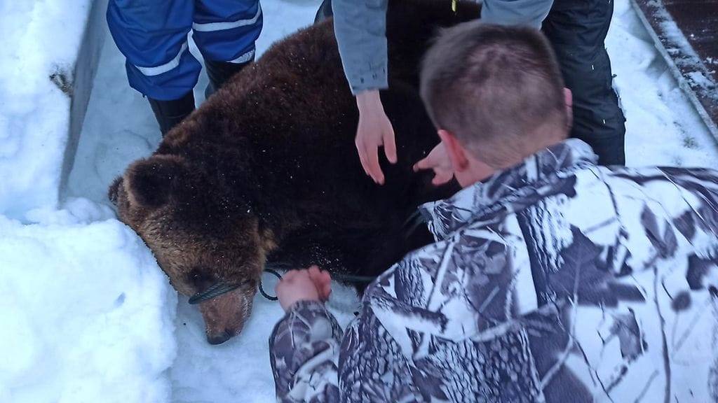 Aitauksesta karannut Reetta-karhu nukutettiin ja palautettiin takaisin aitaukseen.