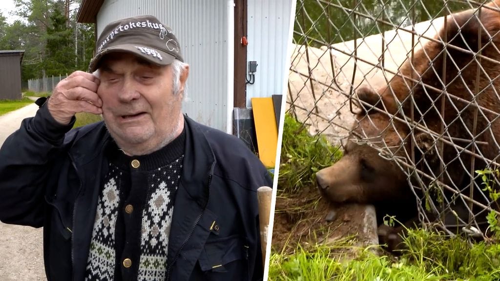 MTV tavoitti sairaalavuoteessa makaavan karhumiehen – Sulo Karjalainen kertoo, miten karhun hyökkäys tapahtui: ”Se voi tehdä hyvinkin pahaa jälkeä”