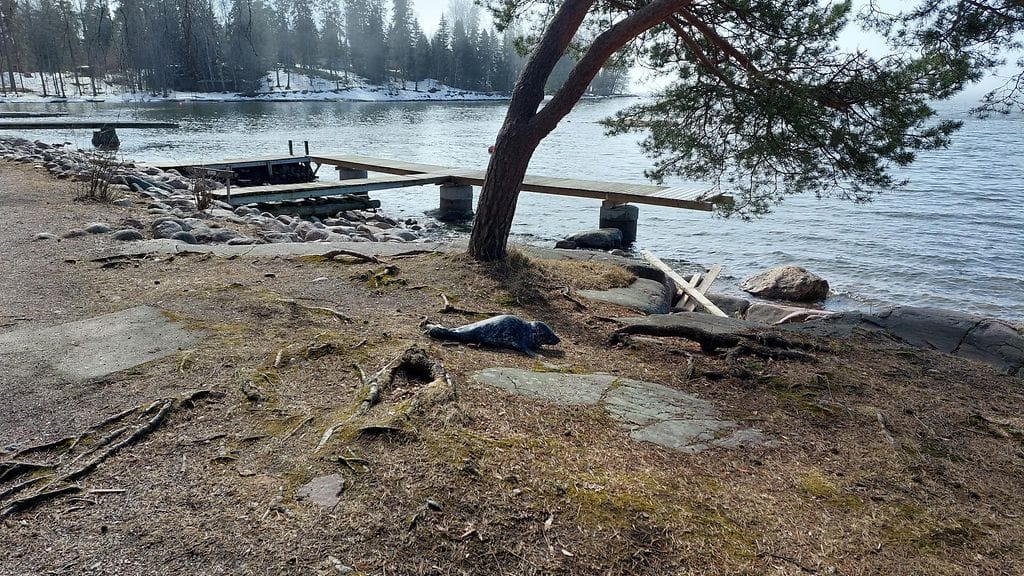 OMA Kuutti Lauttasaaressa