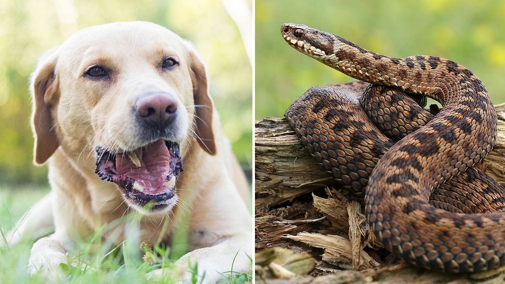 Jos kyy pääsee puremaan koiraa, pitää lemmikki toimittaa välittömästi hoitoon.