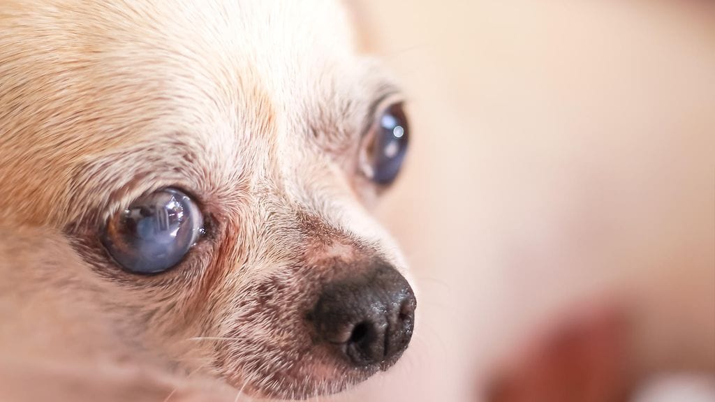 Chihuahuat elävät yleensä 12–18-vuotiaiksi. Kuvituskuva.