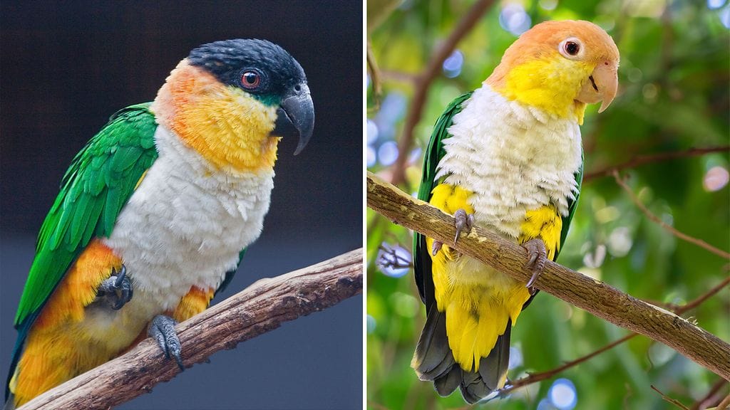 Kuvituskuvaa mustalakki- ja valkovatsa-aratista.