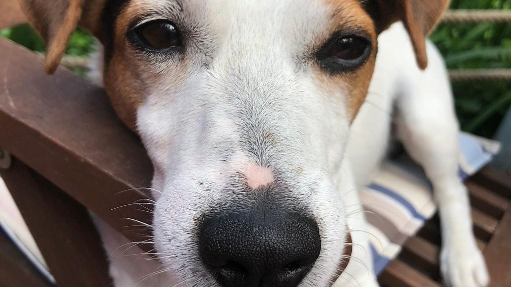 jackrussell