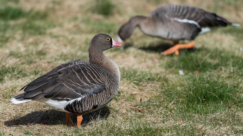 Suomessa on havaittu tänä keväänä ennätysmäärä äärimmäisen uhanalaisia kiljuhanhia. Kuvituskuva.