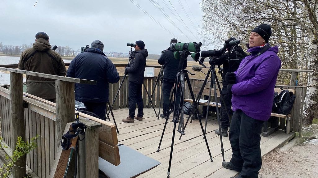 Tornien taisto, Viikki, linnut