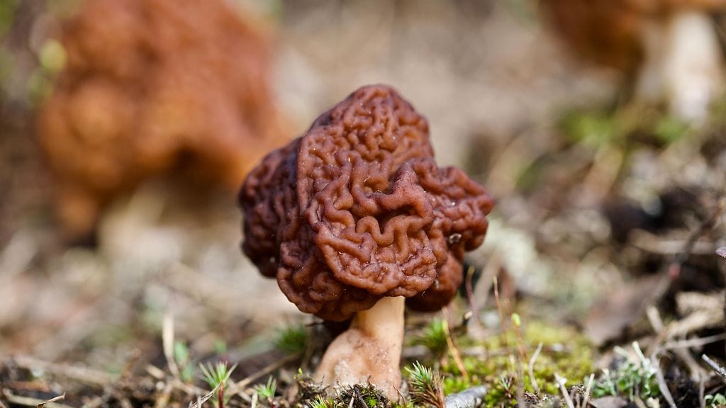 Korvasieni on ulkonäöltään tippaleipää tai aivoja muistuttava. Tarkemmat tunnistusohjeet löydät esimerkiksi Luontoportin sivuilta.