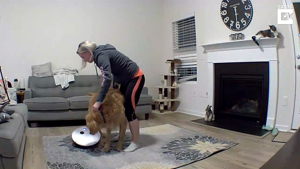 Imuri tarttui koiran häntään.