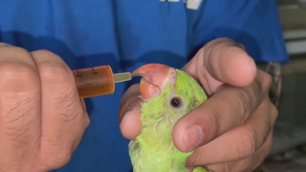 Nestehukasta kärsivää papukaijaa juotetaan Intian Gujaratissa sijaitsevalla eläinklinikalla.
