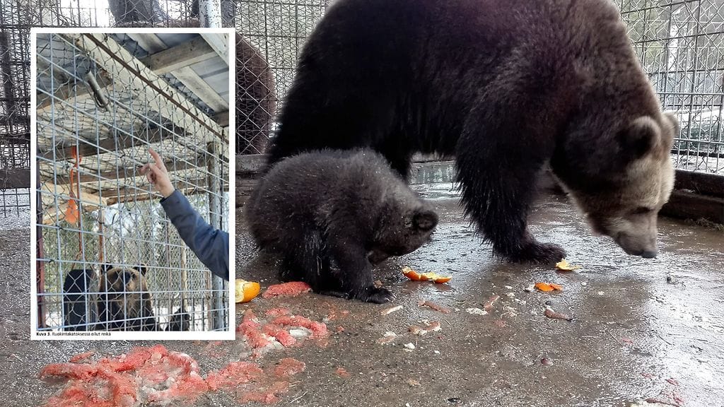 Kuusamon suurpetokeskuksen perustajalle Sulo Karjalaiselle on luettu Oulun käräjäoikeudessa syyte törkeästä kirjanpitorikoksesta. Kuvituskuva.