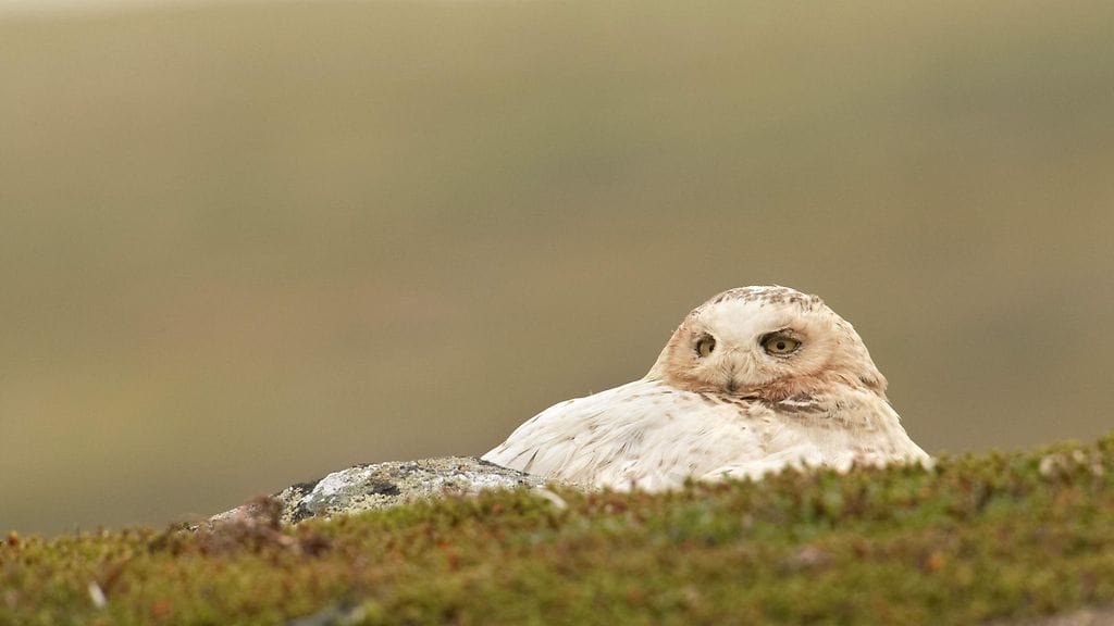 Yksi Suomen uhanalaisista lajeista on tunturipöllö.