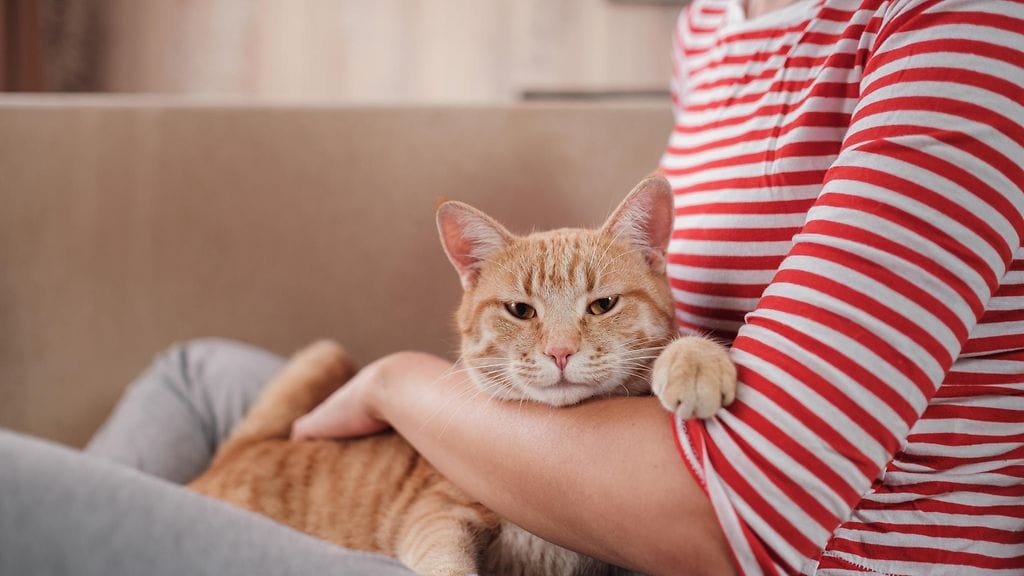 kissa sylissä