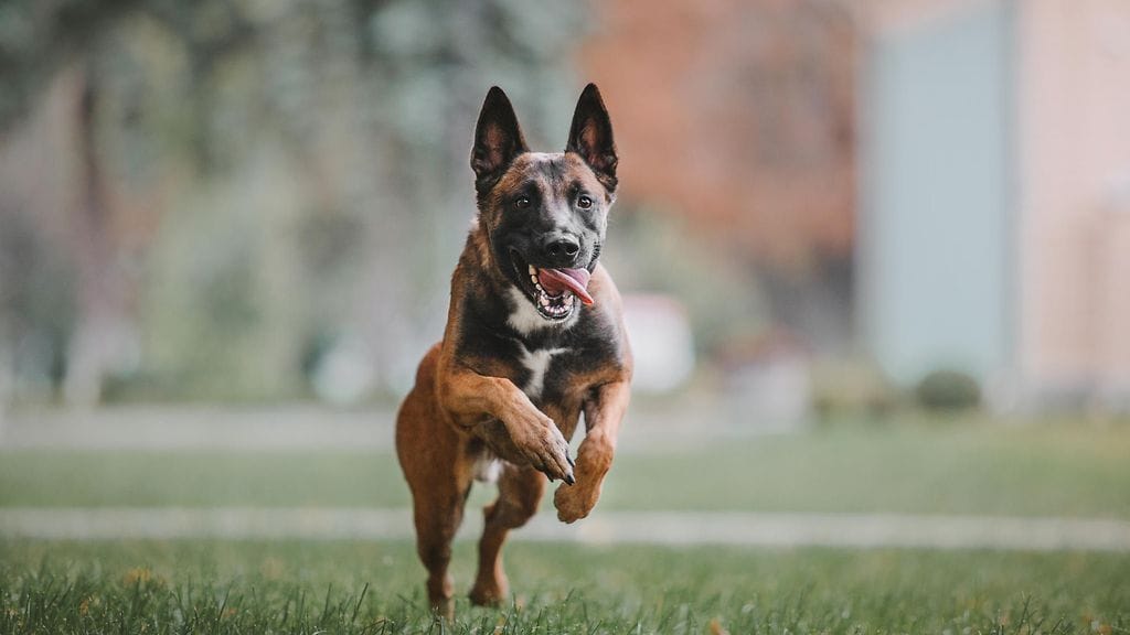 Belgianpaimenkoira malinois on tunnettu suojeluhalustaan. Kuvituskuva.
