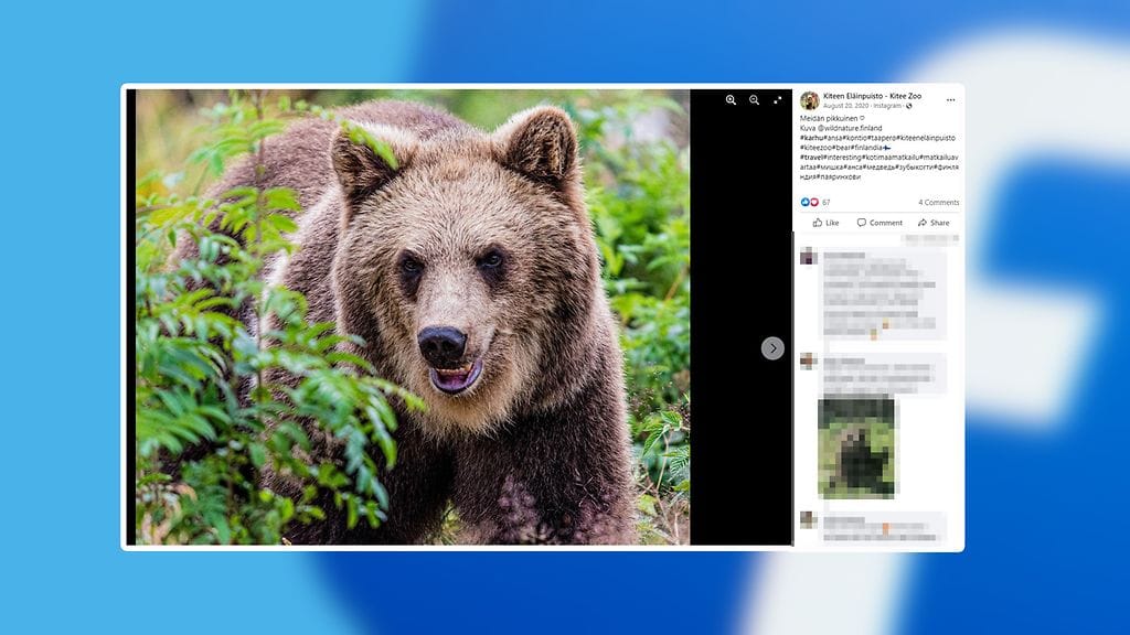 Revinnäinen Kiteen eläinpuiston Facebook-sivujen päivityksestä näyttää Ansa-karhun vuodelta 2020.